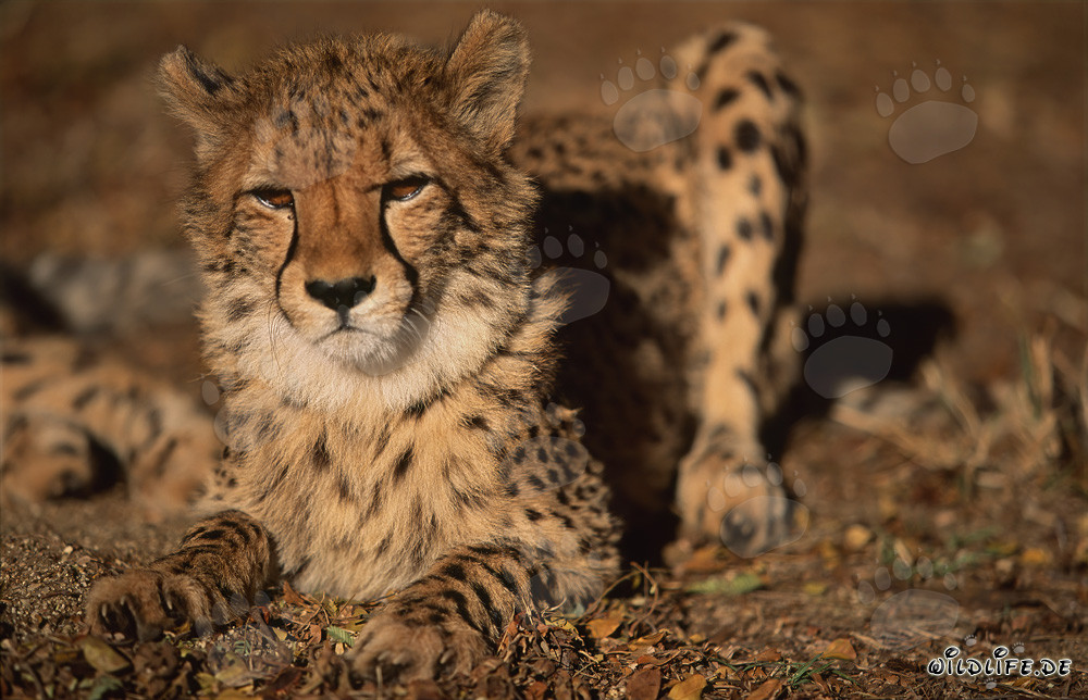 Guepard impressionnant avec un regard sévère se repose