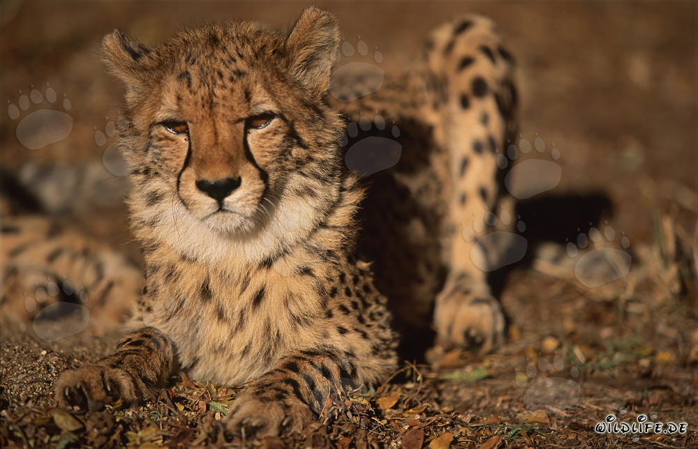 Imposanter Gepard mit grimmigem Blick ruht sich aus