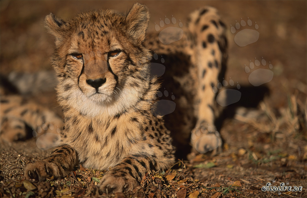 Impresionante guepardo con una mirada severa descansando