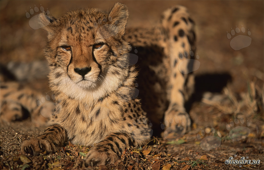 Majestic cheetah with a fierce gaze resting