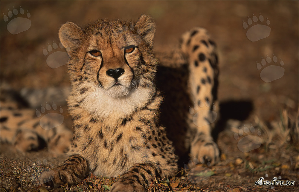 Guépard fascinant au regard perçant