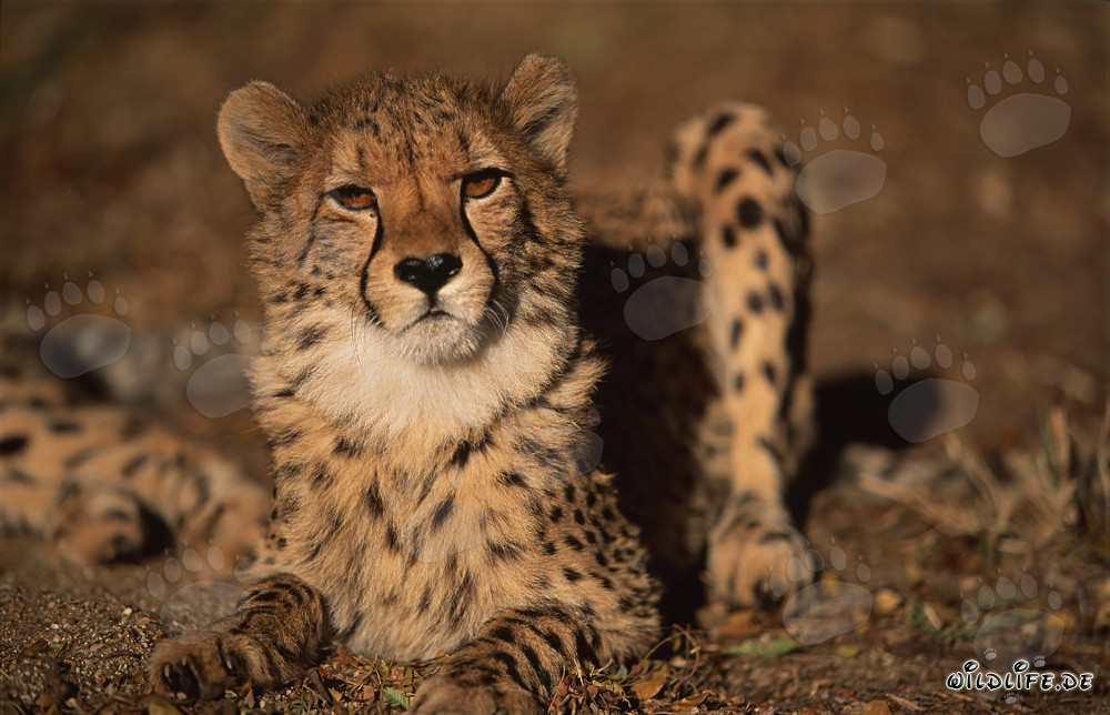 Fascinating Cheetah with Penetrating Gaze