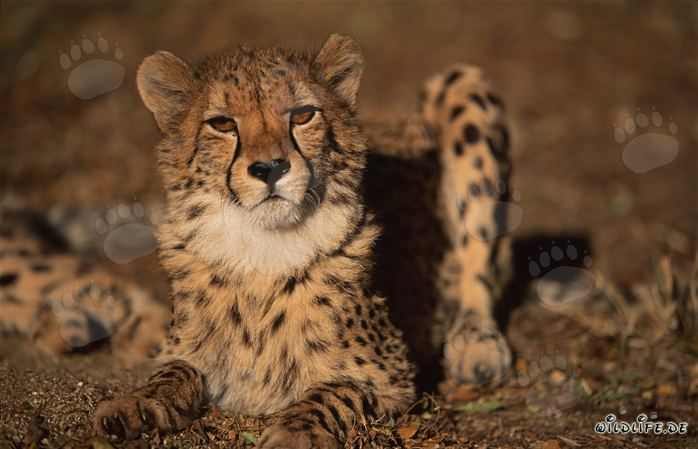 Faszinierender Gepard mit durchdringendem Blick
