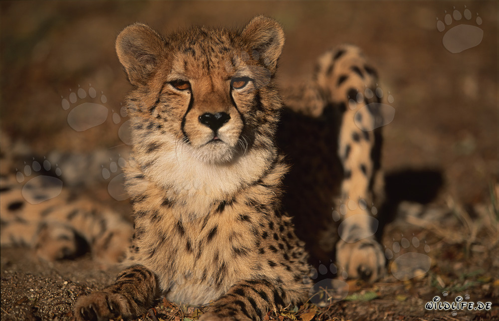 Fier guépard avec un motif de pelage distinctif et des griffes acérées