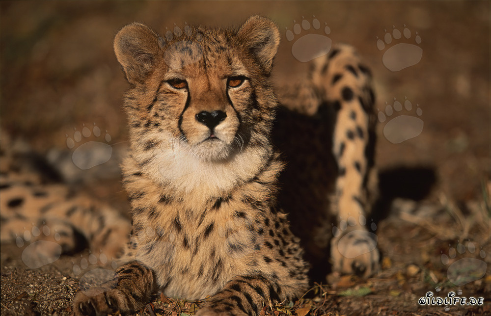 Proud Cheetah with Striking Coat Pattern and Sharp Claws