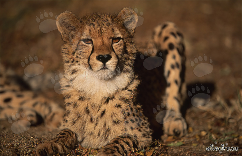 Stolzer Gepard mit markantem Fellmuster und scharfen Krallen