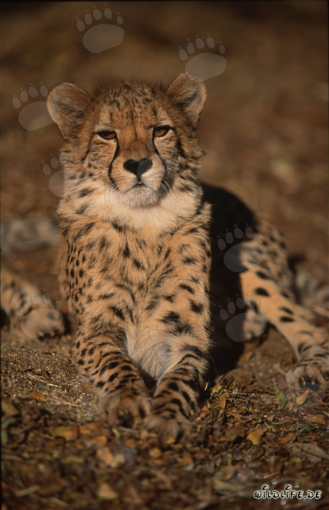 Guépard fascinant au regard intense