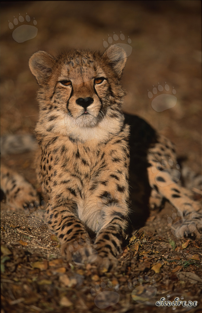 Leopardo fascinante con mirada intensa