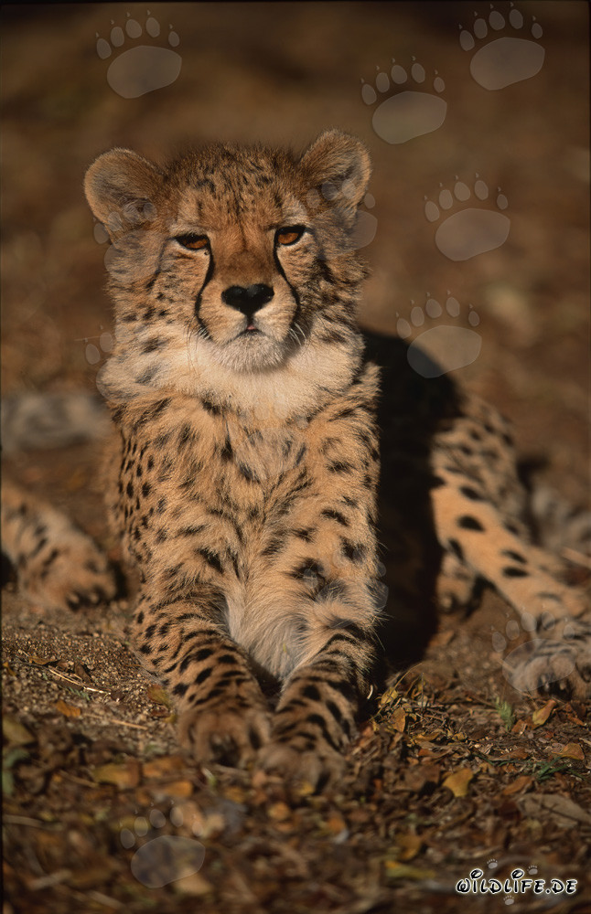 Fascinating cheetah with intense gaze