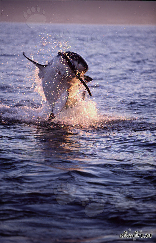 Fascinating breach of a Great White Shark at sunset