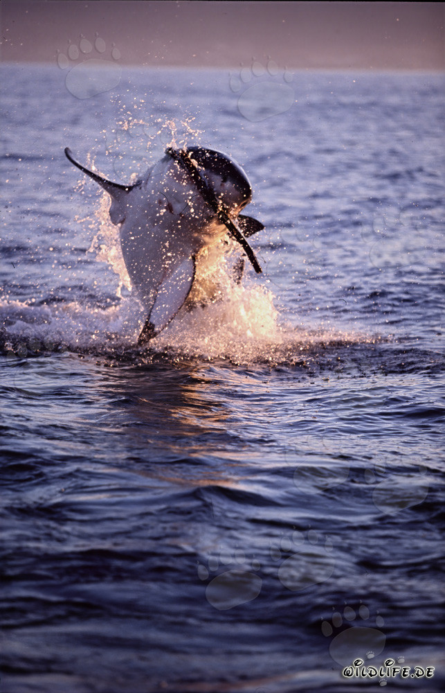 Saut fascinant d'un grand requin blanc au coucher du soleil