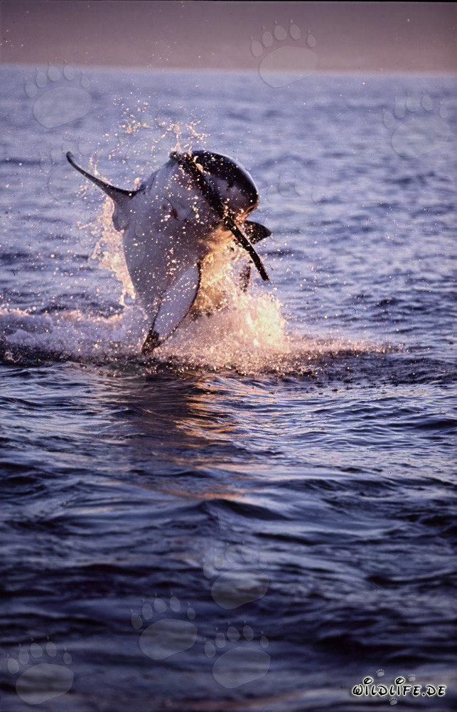 Salto fascinante de un gran tiburón blanco al atardecer