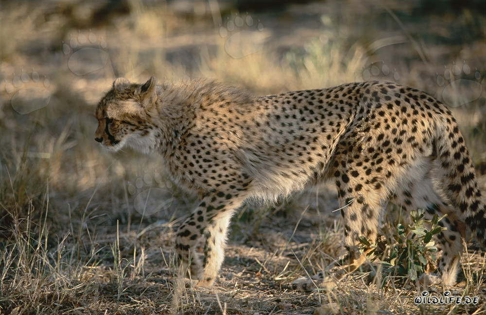 Cachorro de guepardo explorando los arbustos - Fascinante foto de vida silvestre