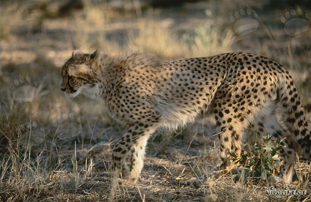 Giovane ghepardo esplora i cespugli - Affascinante foto della fauna selvatica