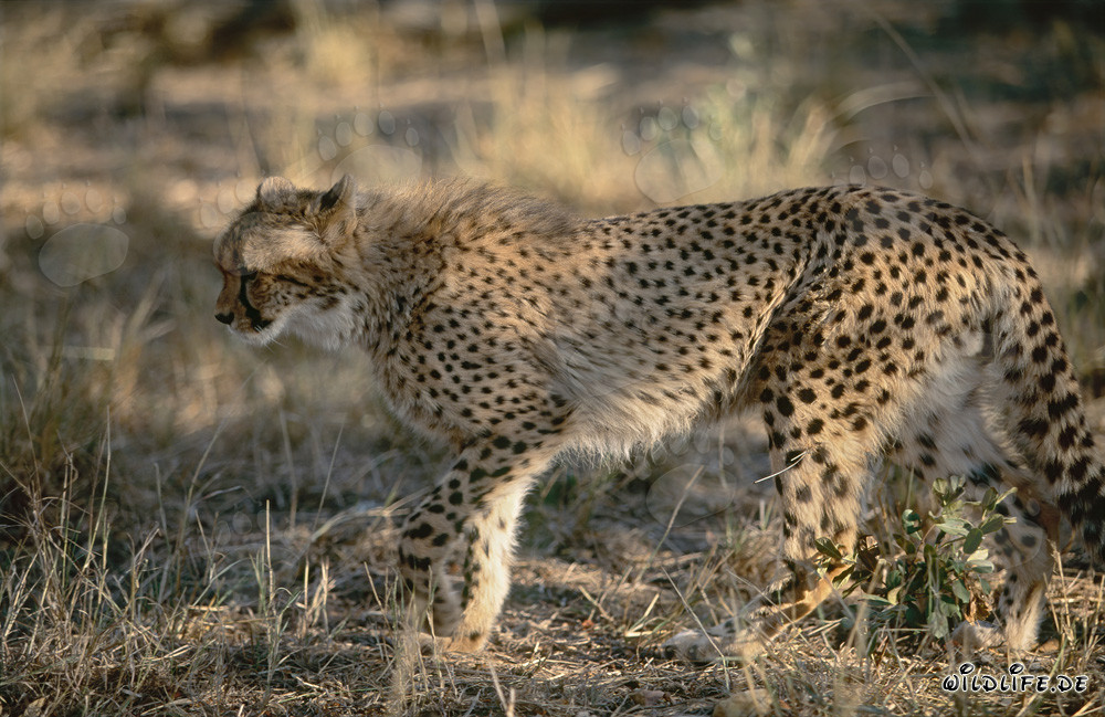 Jeune guépard explore les buissons - Photo captivante de la faune sauvage