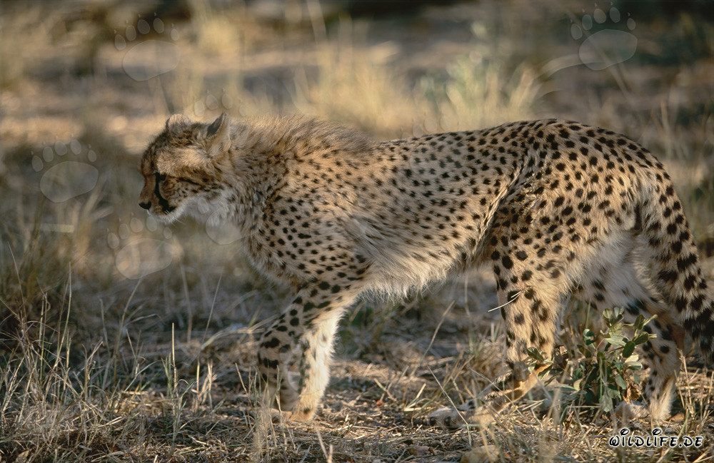 Jungtier Gepard erkundet den Busch - Faszinierendes Wildlife-Foto