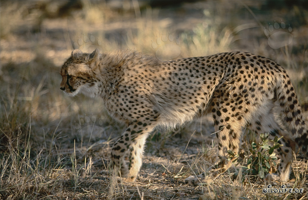 Young Cheetah Exploring the Bush - Captivating Wildlife Shot