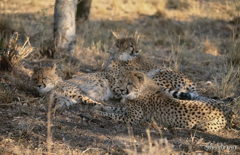 Ritratto di giovani ghepardi nella natura selvaggia del Sudafrica