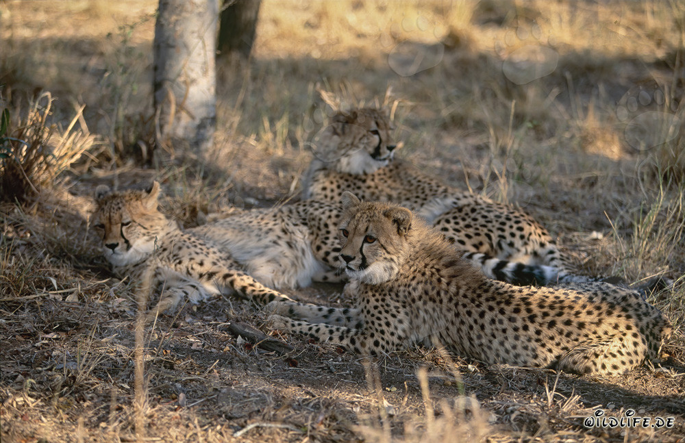 Portrait de jeunes guépards dans la nature sauvage d'Afrique du Sud
