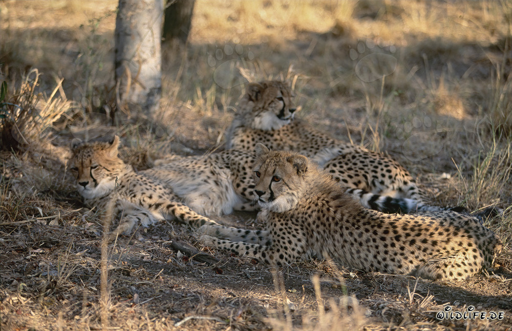 Retrato de jóvenes guepardos en la naturaleza salvaje de Sudáfrica