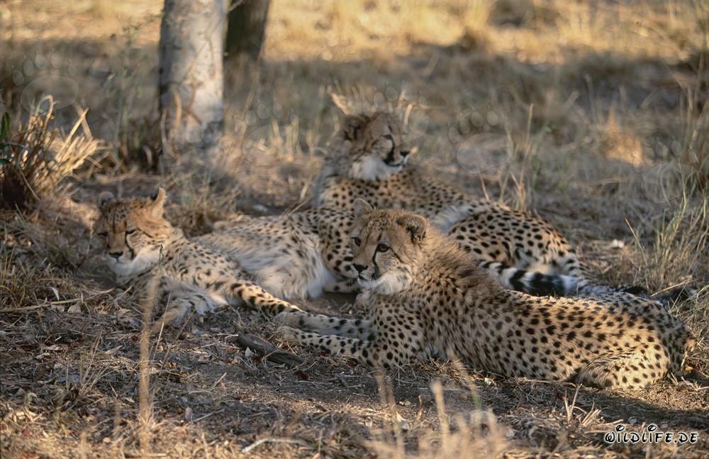 Porträt von jungen Geparden in der Wildnis von Südafrika