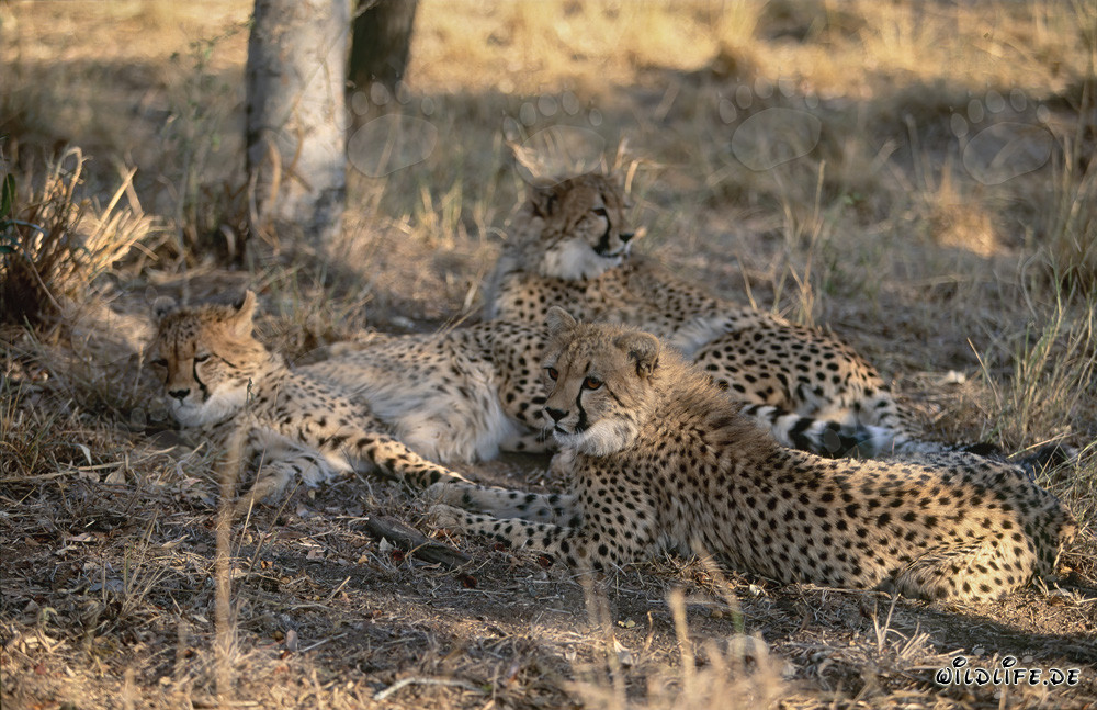Portrait of Young Cheetahs in the Wilderness of South Africa