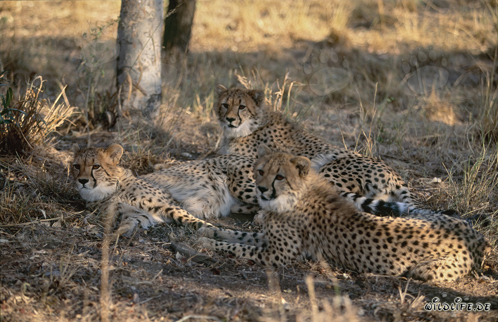 Attentive young cheetahs observing their surroundings
