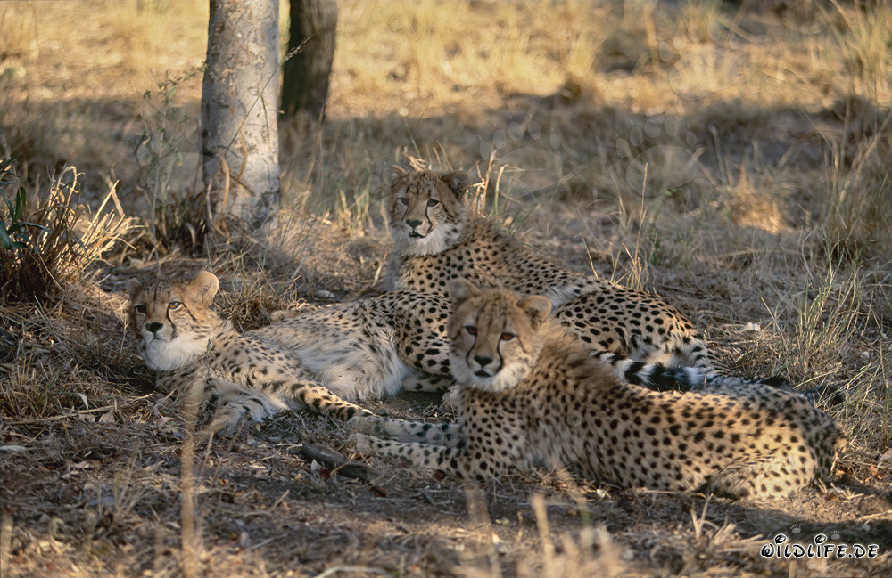 Fascinating Discovery: Young Cheetahs Spot Interesting Object
