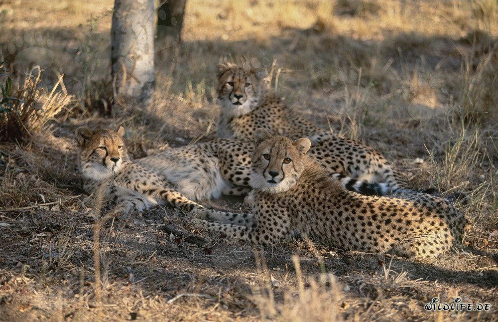 Cheetahs at Hoedspruit Research & Breeding Centre