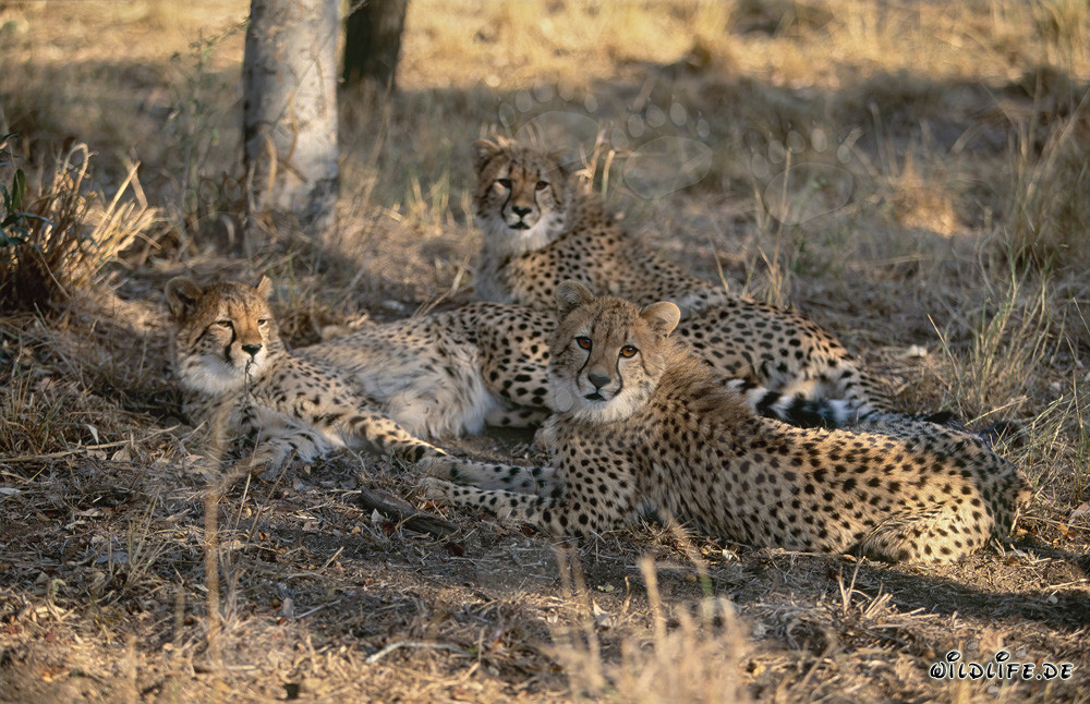 Geparden im Hoedspruit Research & Breeding Centre
