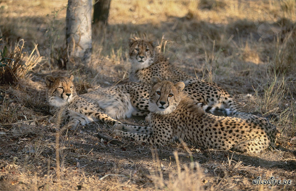 Ghepardi nel Centro di Ricerca e Allevamento di Hoedspruit