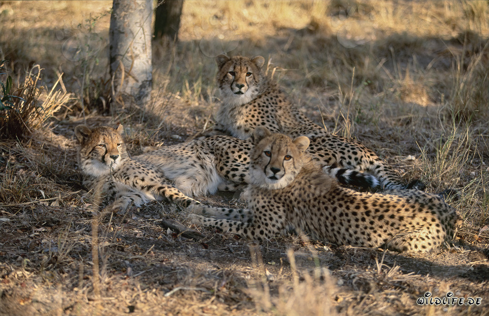 Drei junge Geparde - Majestätische Raubkatzen in der Wildnis