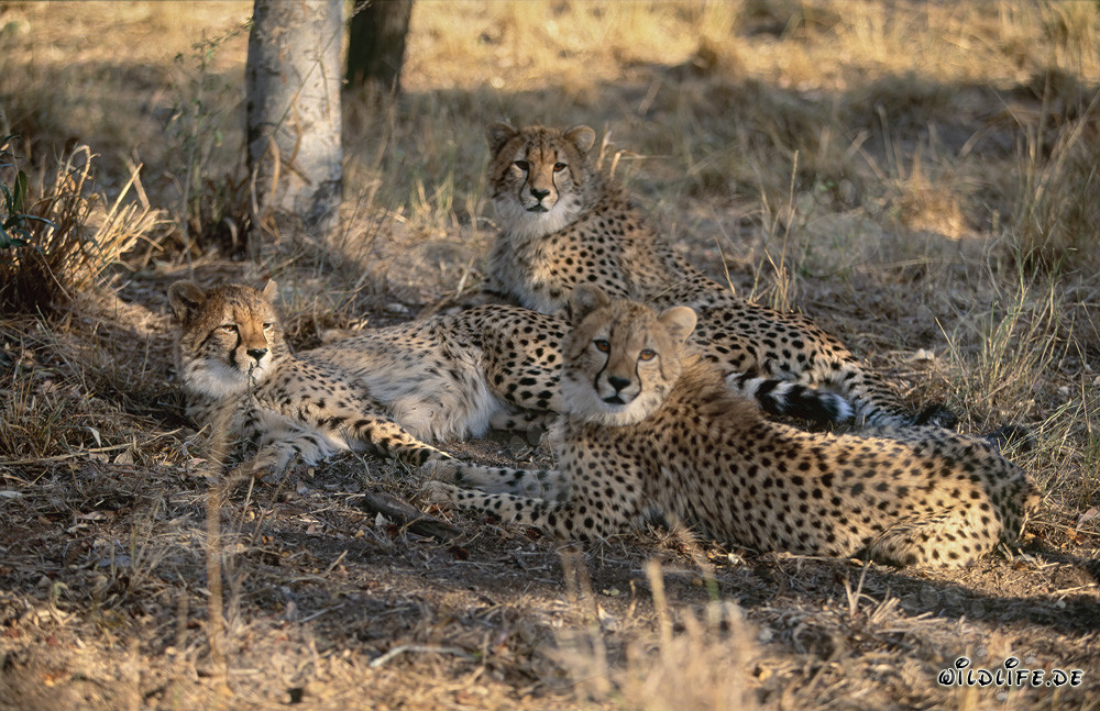 Tres jóvenes guepardos - Majestuosos felinos salvajes