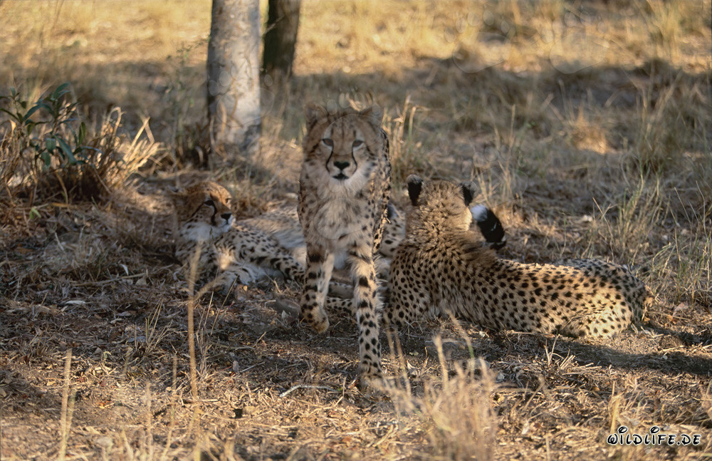 Leopardo despierto: retrato de un joven leopardo