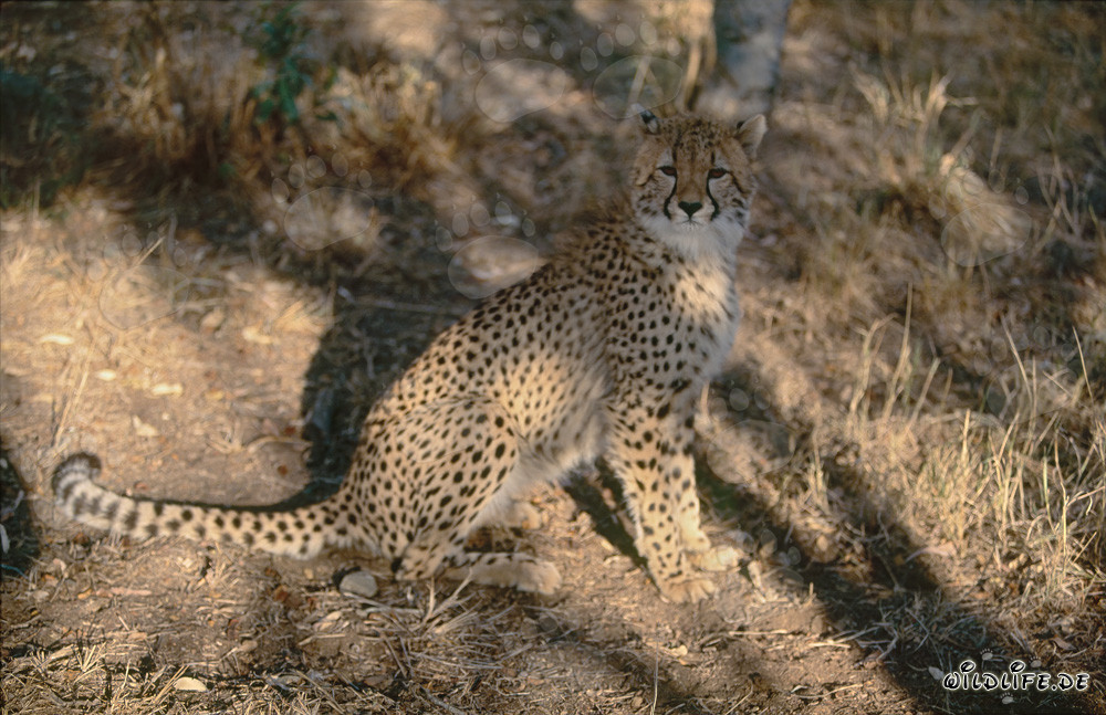Fascinating Cheetah in the Wilderness of South Africa