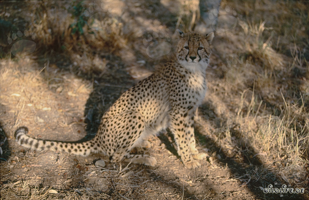 Faszinierender Gepard in der Wildnis von Südafrika