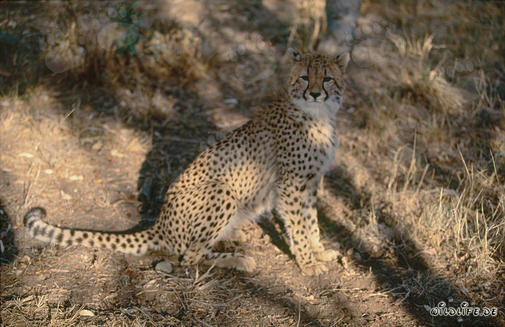 Affascinante ghepardo nella natura selvaggia del Sudafrica