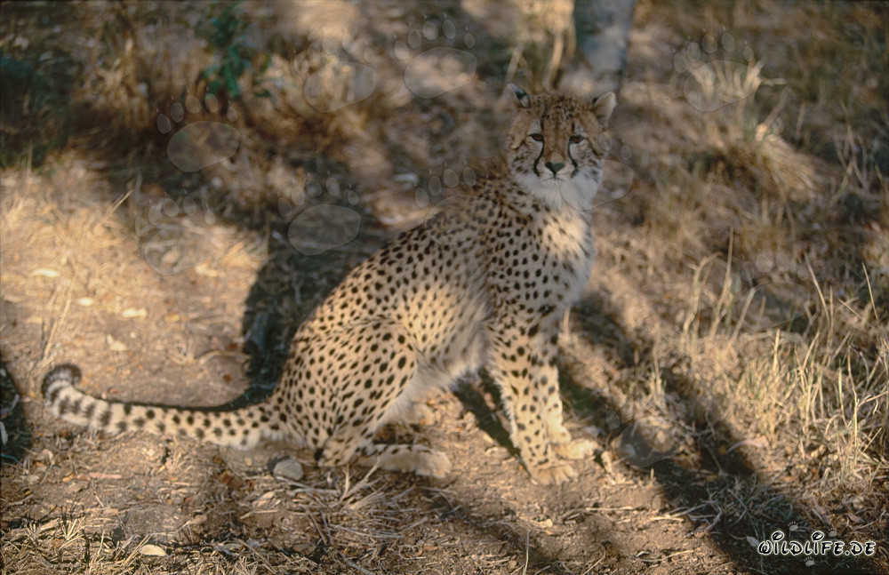 Guépard fascinant dans la nature sauvage d'Afrique du Sud