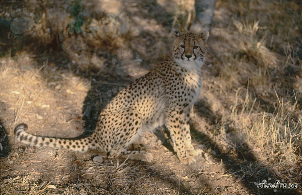 Fascinante guepardo en la naturaleza salvaje de Sudáfrica