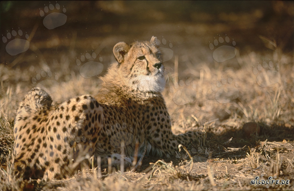 Leopardo descansando bajo el sol de África