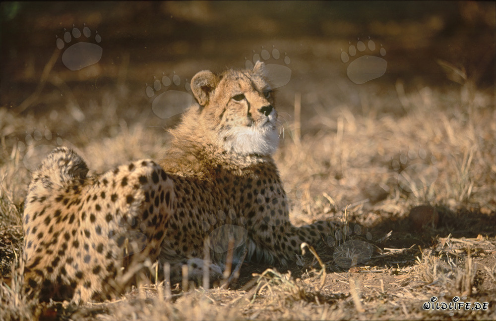 Guépard en repos sous le soleil de l'Afrique