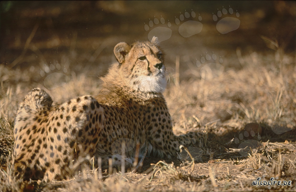 Resting Cheetah under the African Sun