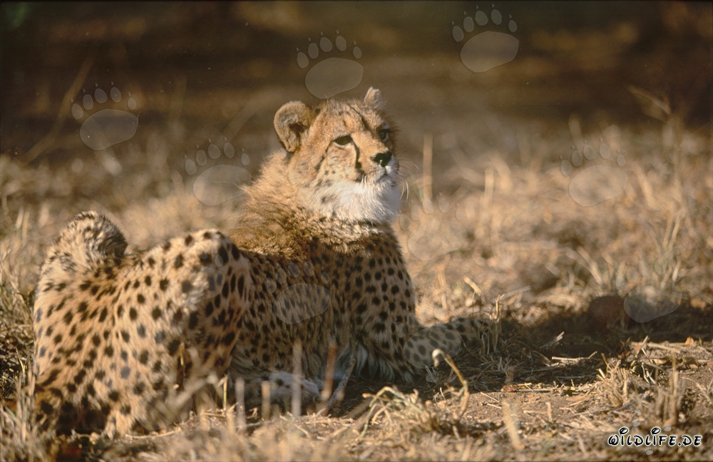 Ghepardo in riposo sotto il sole dell'Africa