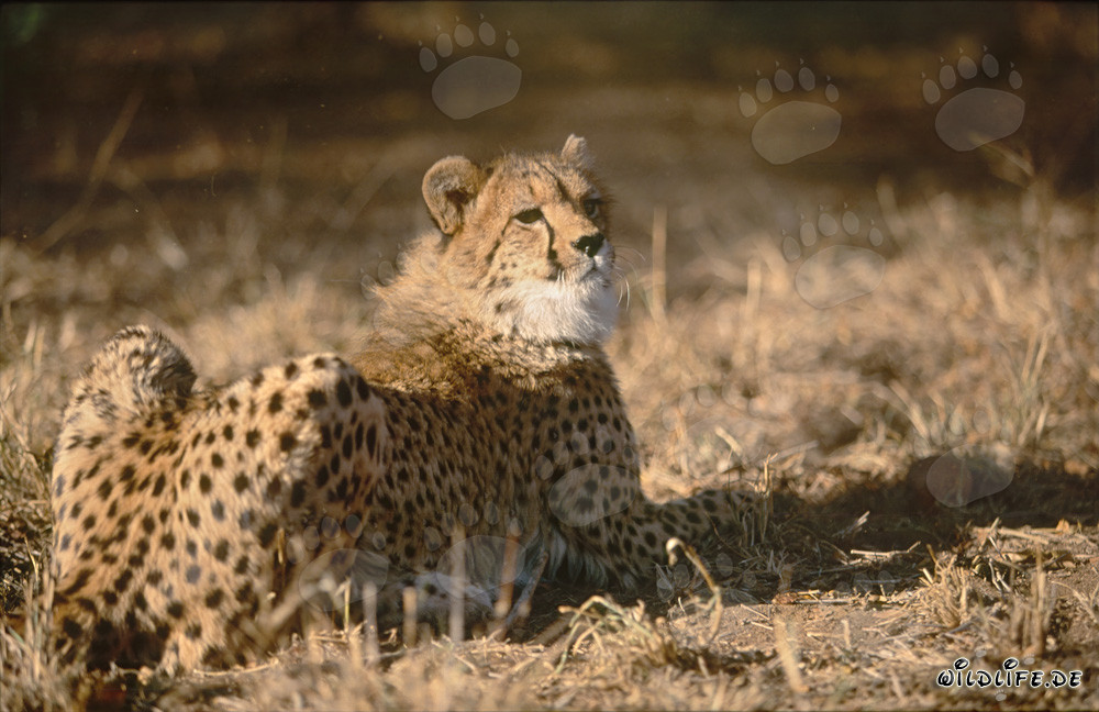 Ruhender Gepard in der Sonne Afrikas