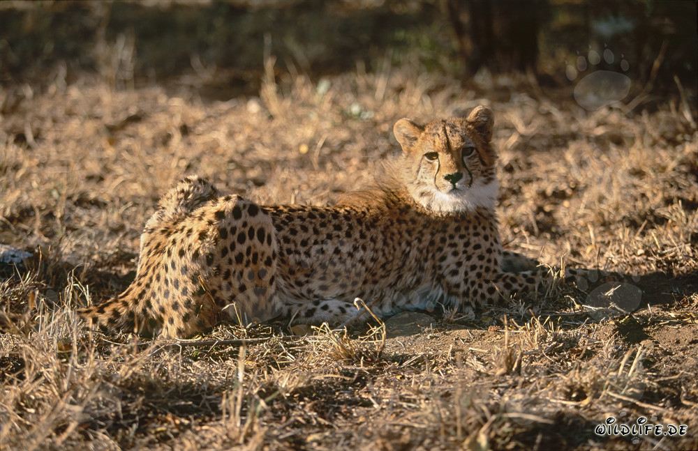 Guépard en repos observant - Portrait majestueux d'un guépard