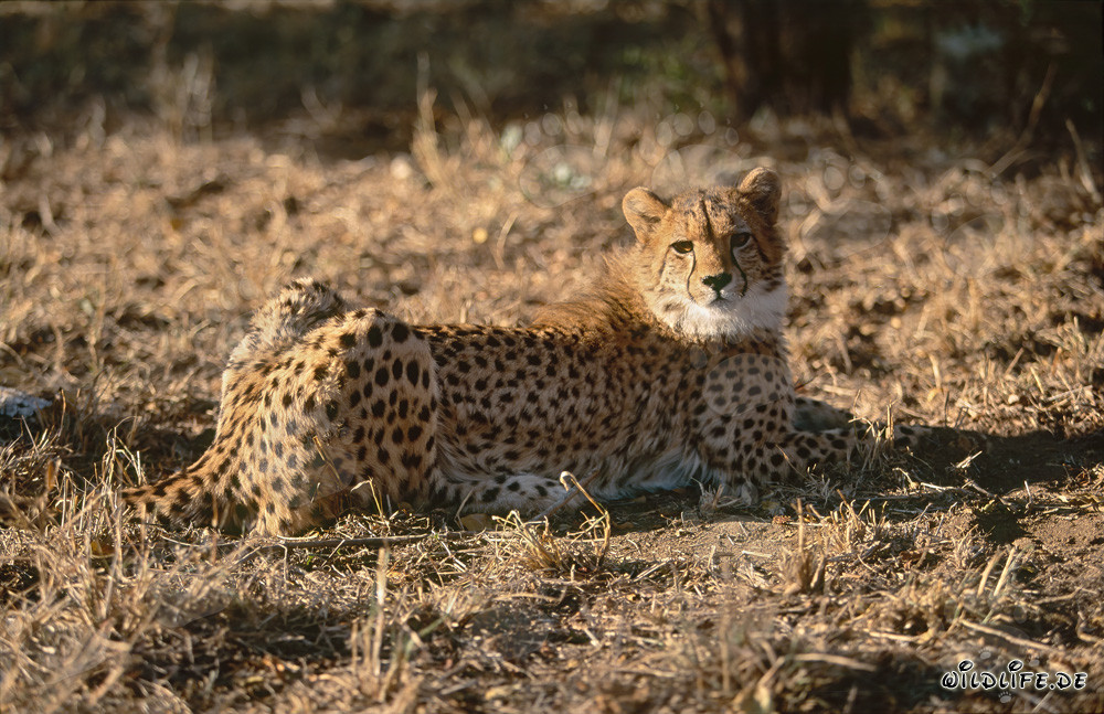 Resting Cheetah Looks Around - Majestic Portrait of a Cheetah