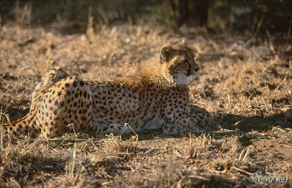 Cheetah resting peacefully - Majestic predator cat at rest