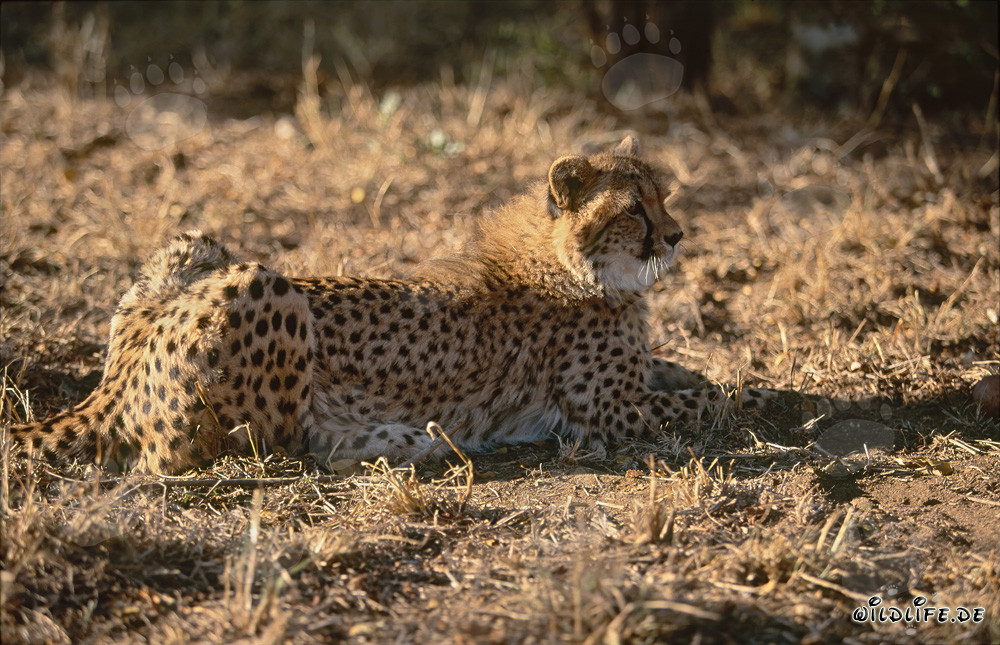 Gepard ruht sich entspannt aus - Majestätische Raubkatze in Ruhe