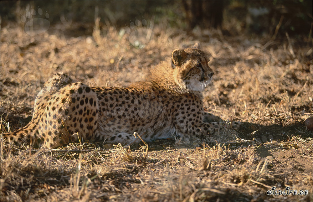 Guépard se repose tranquillement - Majestueux félin au repos