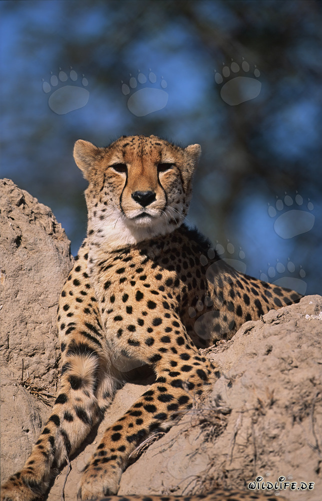 Cheetah on Termite Mound observing its surroundings